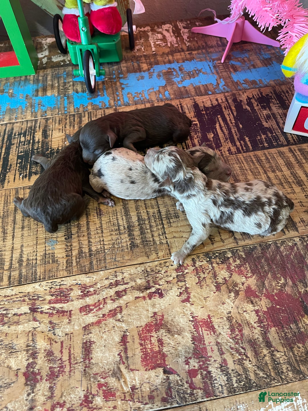Miniature Poodle dogs for sale: Akc Clear Chocolate Merle Phantom Boy 1 - Ad 6
