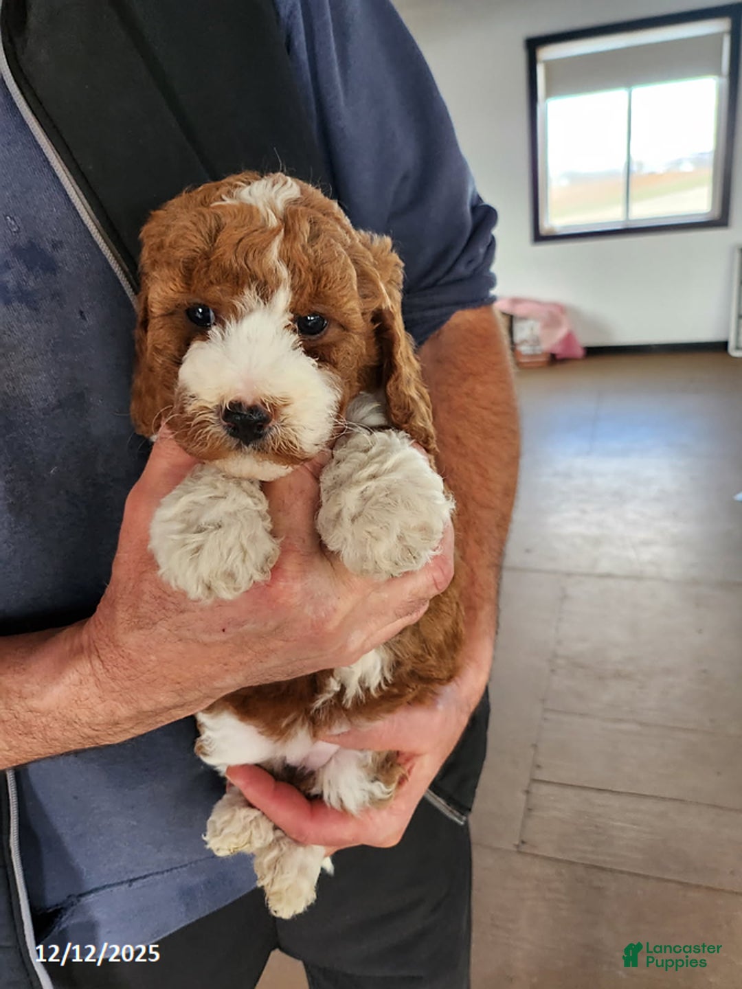 Mini Goldendoodle dogs for sale: Rosa - Ad 4
