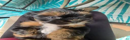 Mixed Breed dogs for sale: Mixed Breed 2 - Ad 4