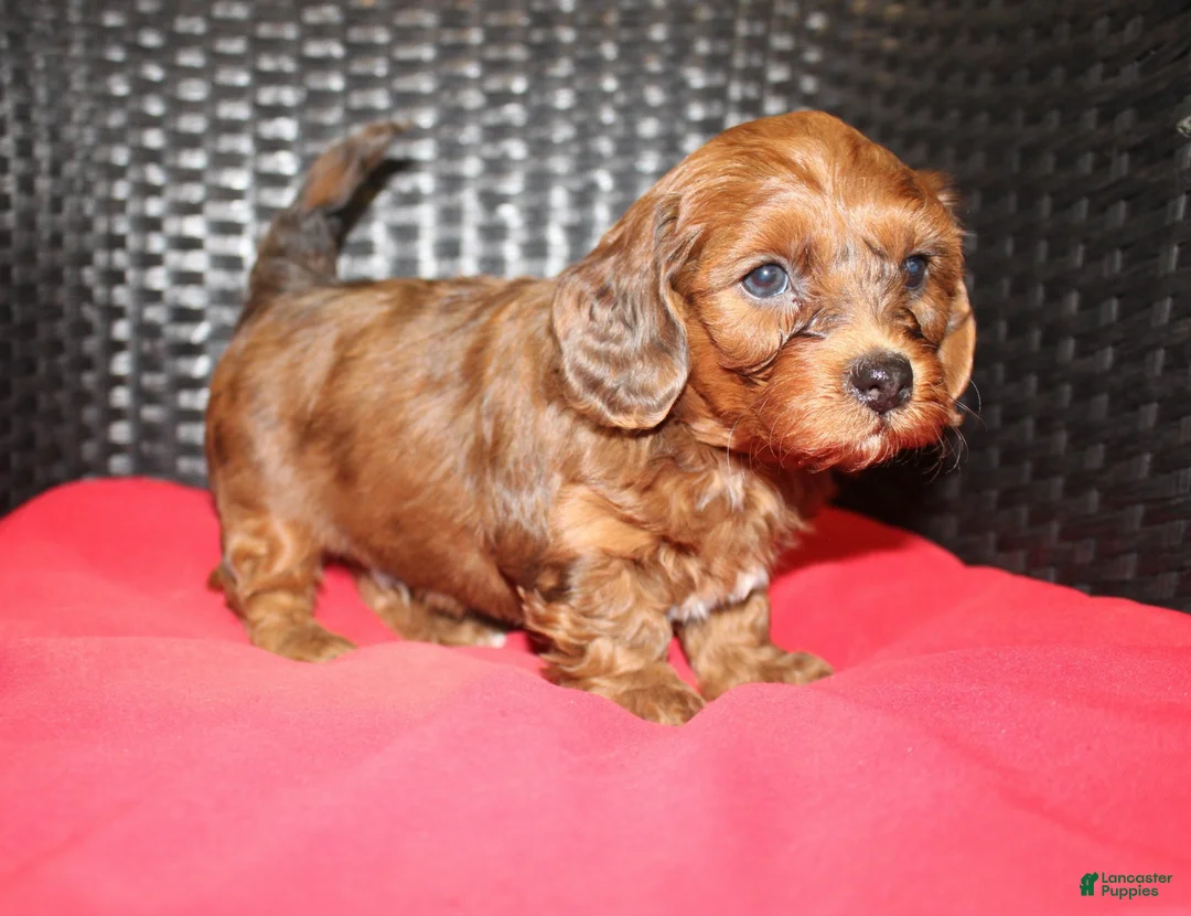 Mini Goldendoodle dogs for sale: Rudy - Ad 1