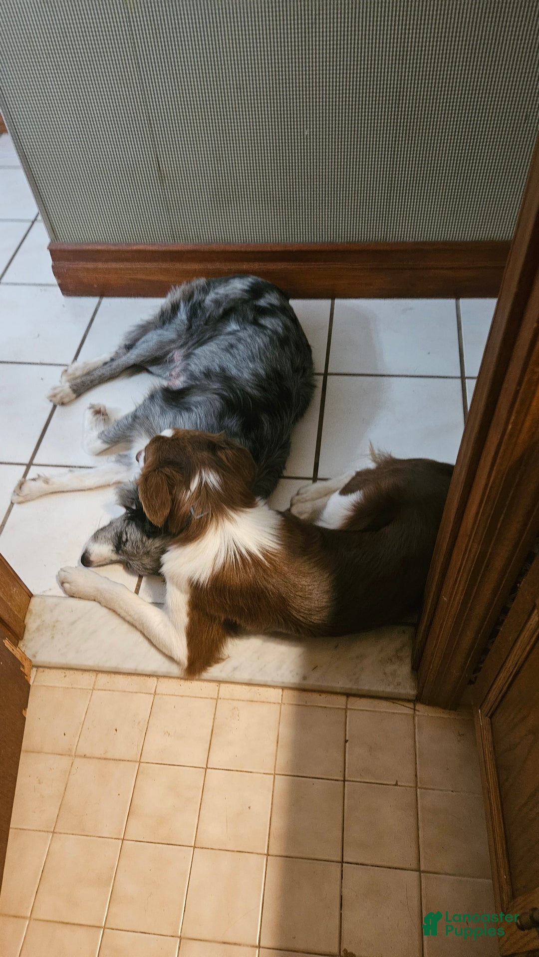 Border Collie dogs for sale: Border Collie Puppy 1 - Red - Ad 28