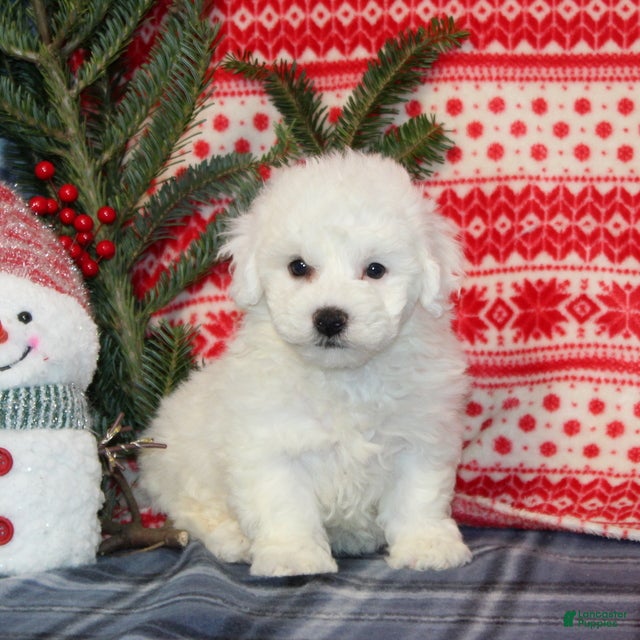 Bichon Frise dogs Julie - Ad 36