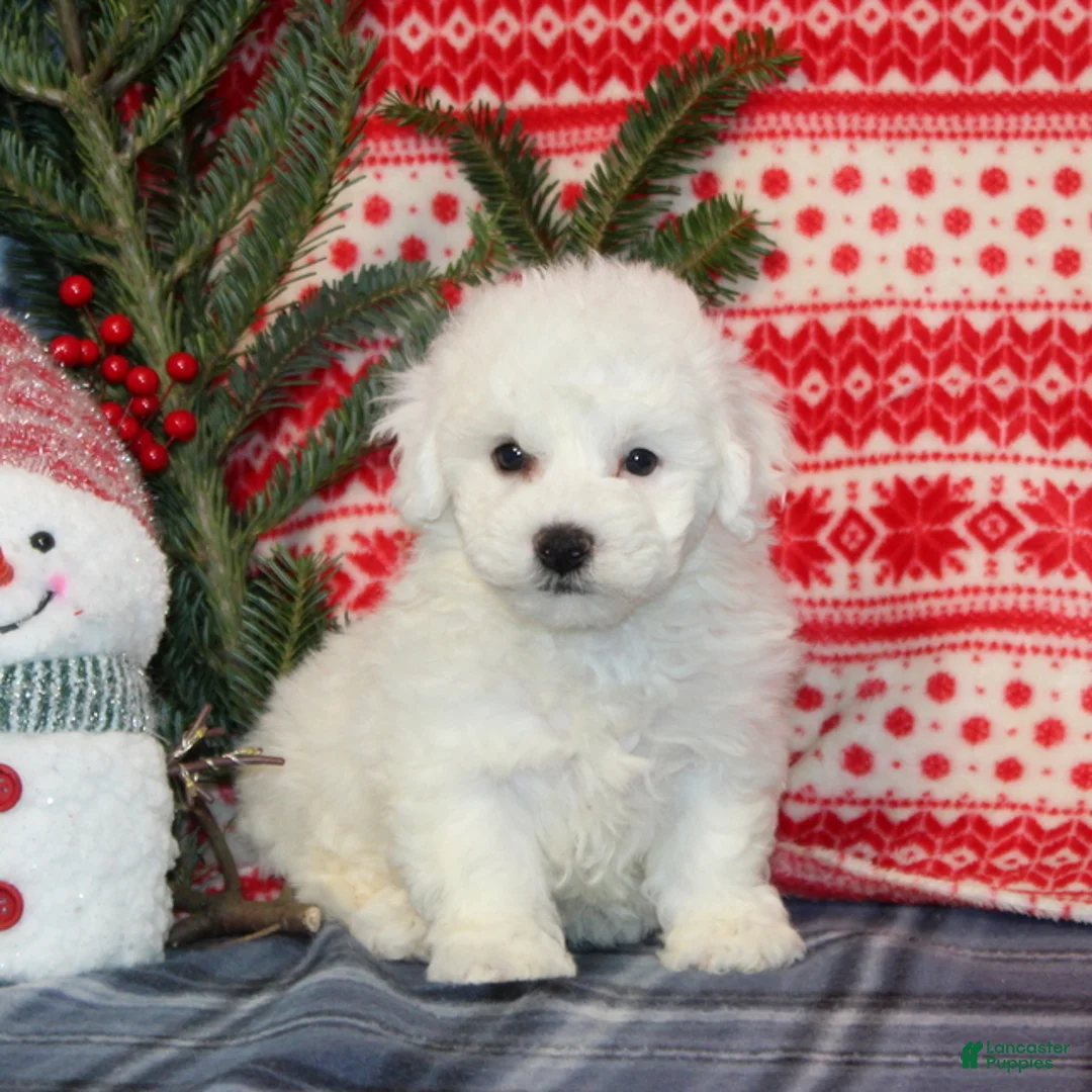 Bichon Frise dogs for sale: Julie - Ad 1
