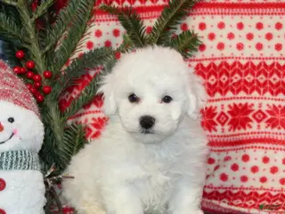 Bichon Frise dogs Julie - Ad 23