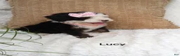 Mini Bernedoodle dogs for sale: Lucy  - Ad 4