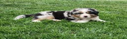 Australian Shepherd dogs for sale: Bandit - Ad 3