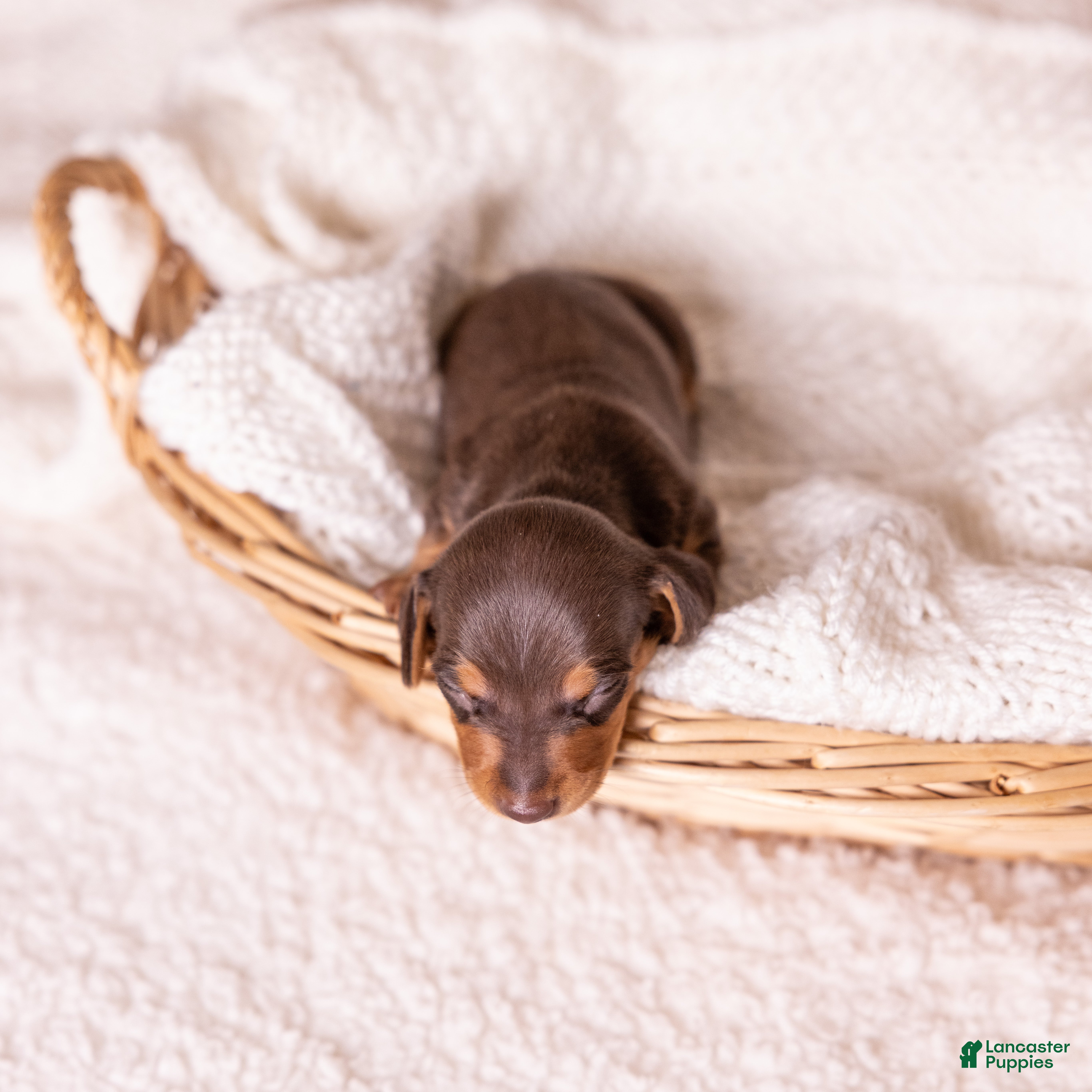Miniature Dachshund dogs Scout - Ad 2