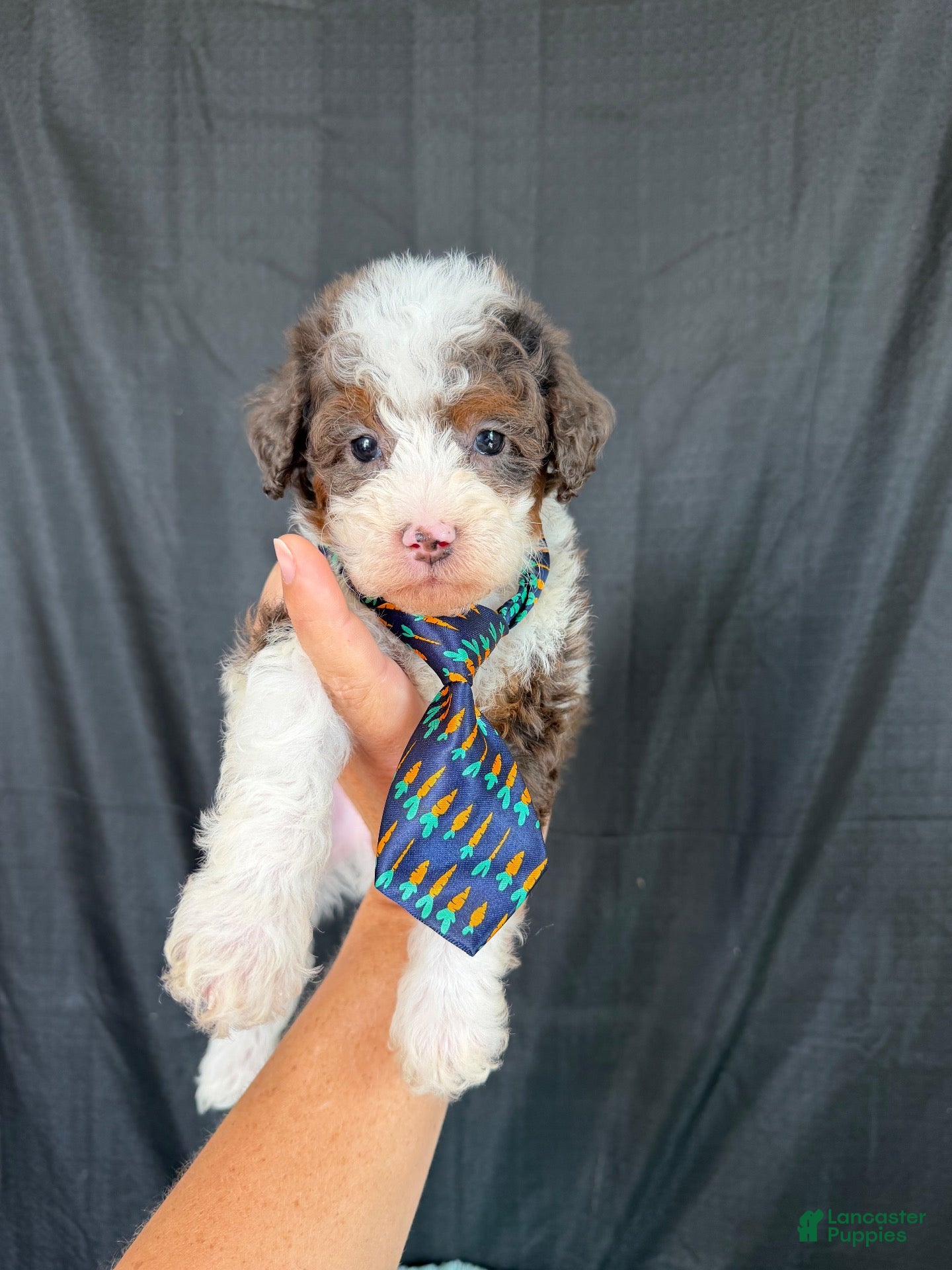 Miniature Poodle dogs Akc Clear 🧬 tested Blue Merle Phantom Parti boy - Ad 41
