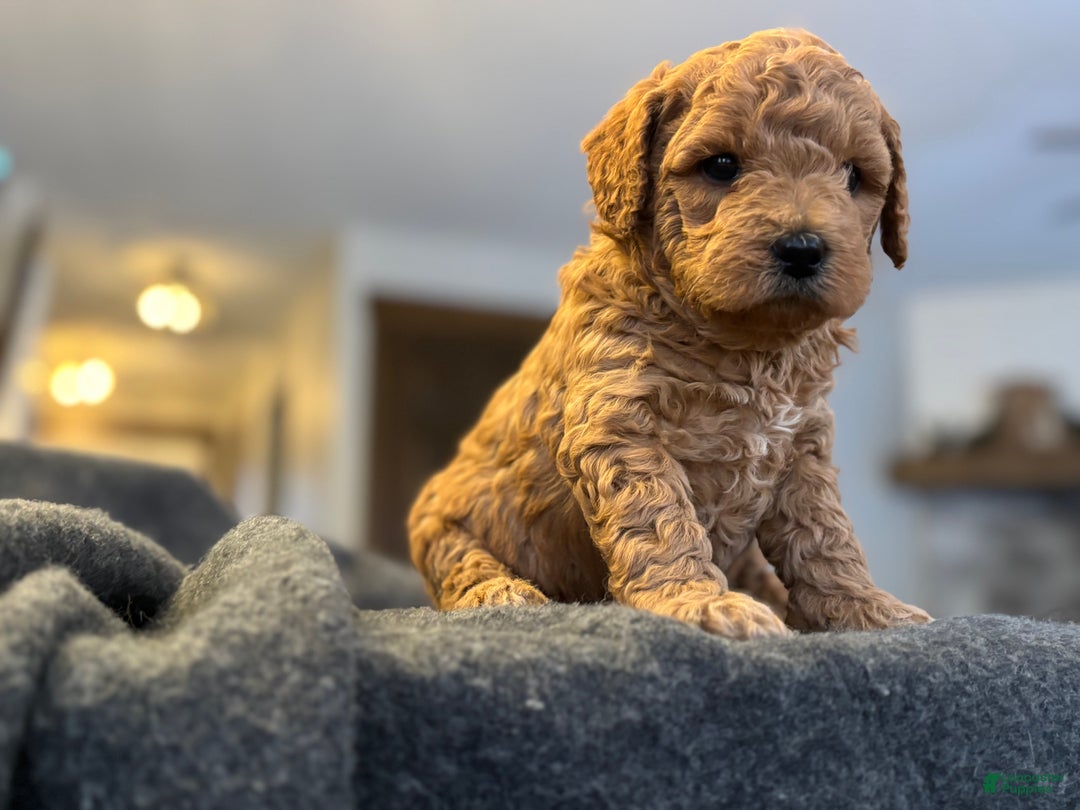 Goldendoodle dogs for sale: Yogi - Ad 2