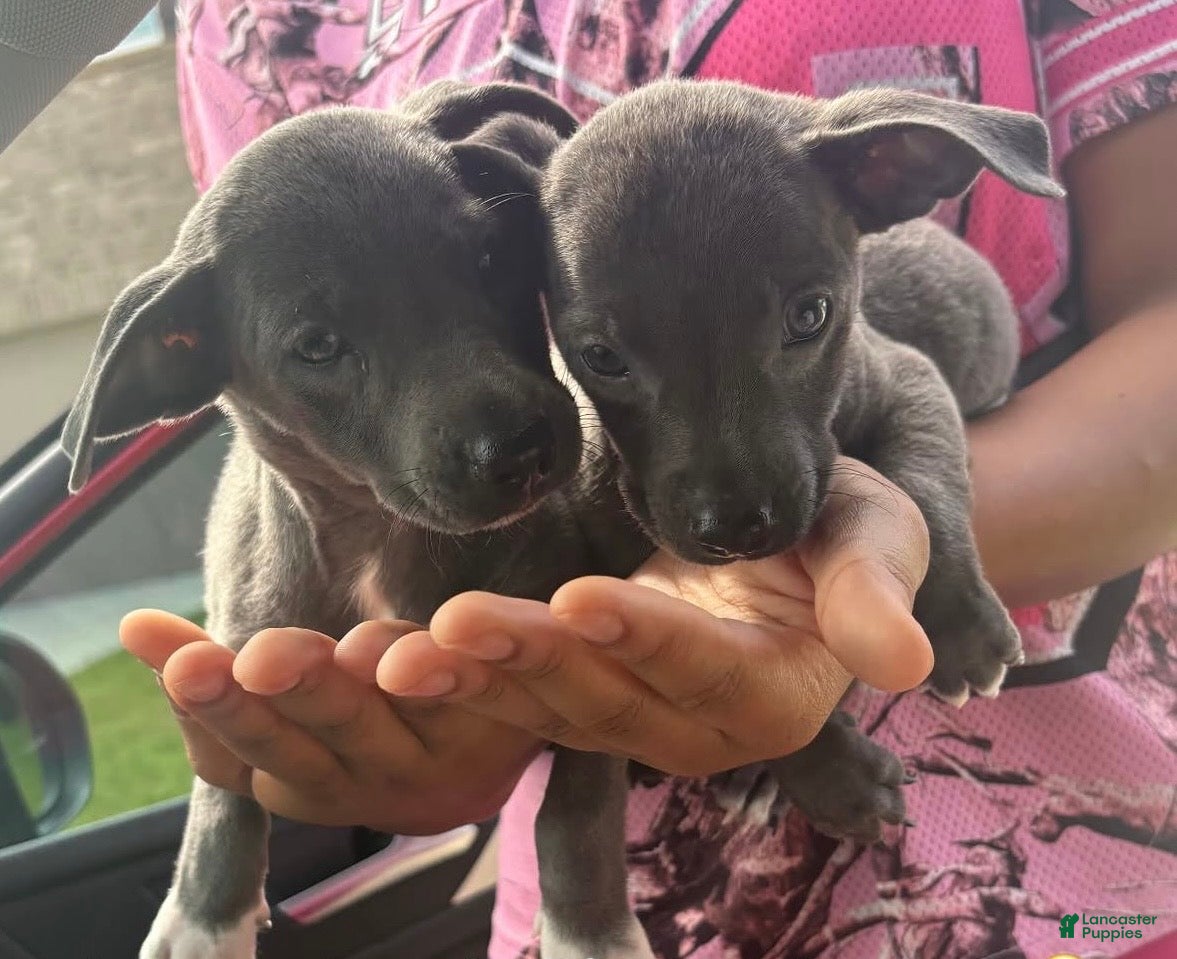 American Pit Bull Terrier dogs American Pit Bull Terrier 1 - Ad 2