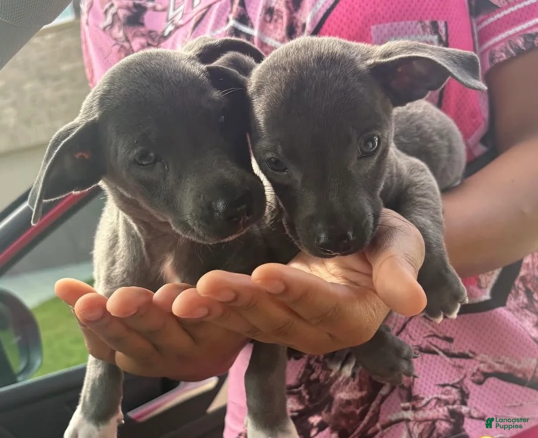 American Pit Bull Terrier dogs for sale: American Pit Bull Terrier 1 - Ad 1