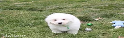Bichon Frise dogs for sale: Rory - Ad 14
