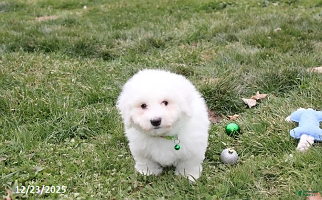 Bichon Frise dogs for sale: Rory - Ad 14