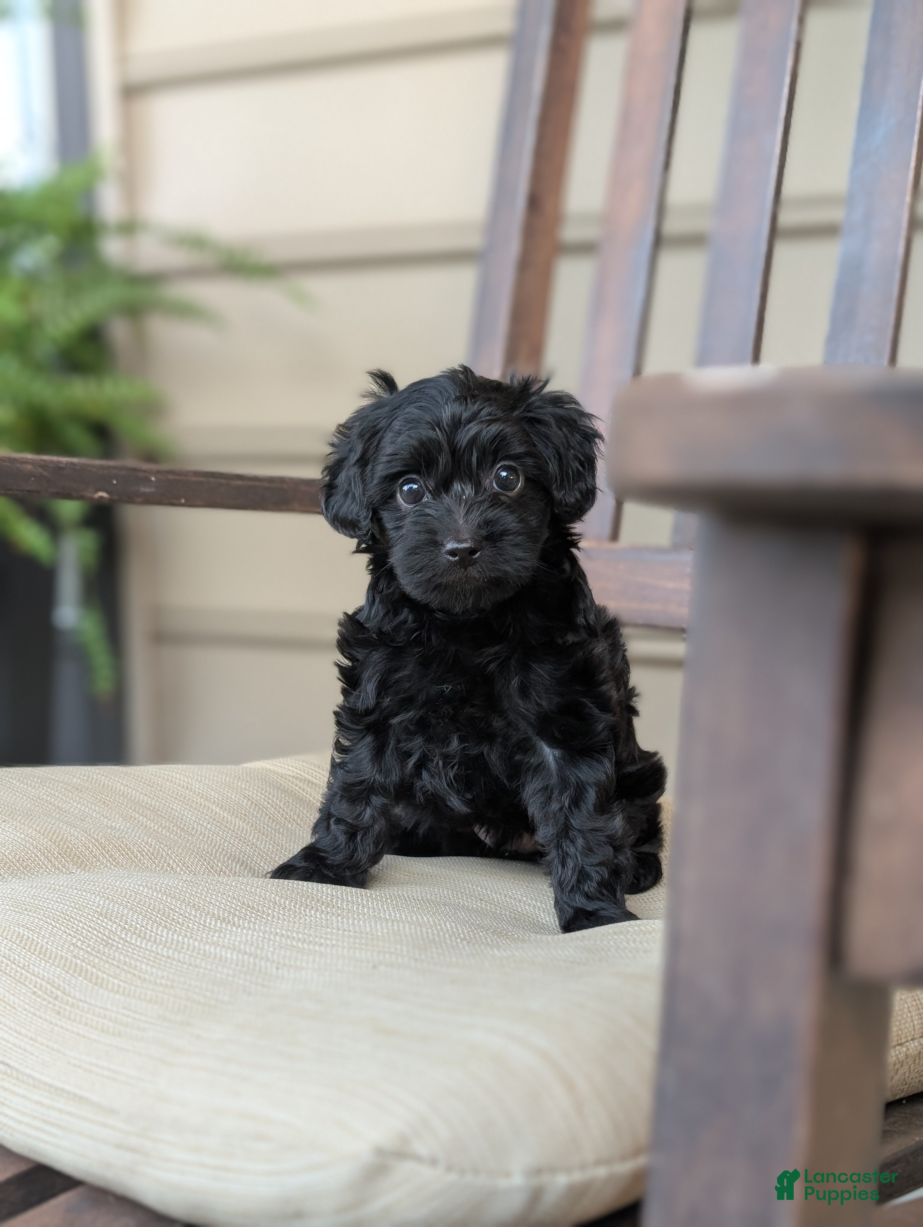Yorkiepoo dogs Cameron "Cam" - Ad 1