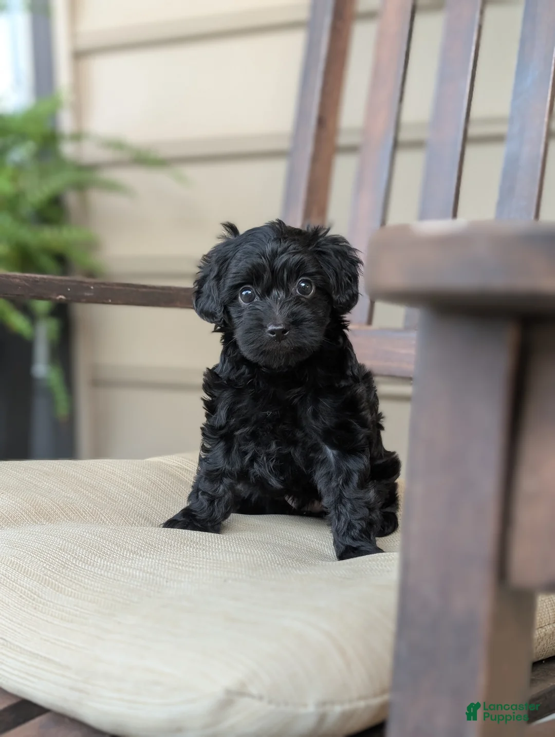 Yorkiepoo dogs for sale: Cameron "Cam" - Ad 1