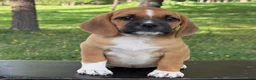Puggle dogs for sale: Pixie - Ad 5
