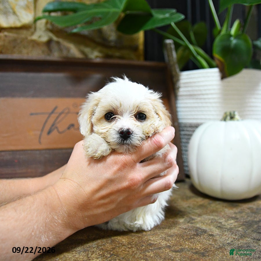Maltipoo dogs Xochitl - Ad 1