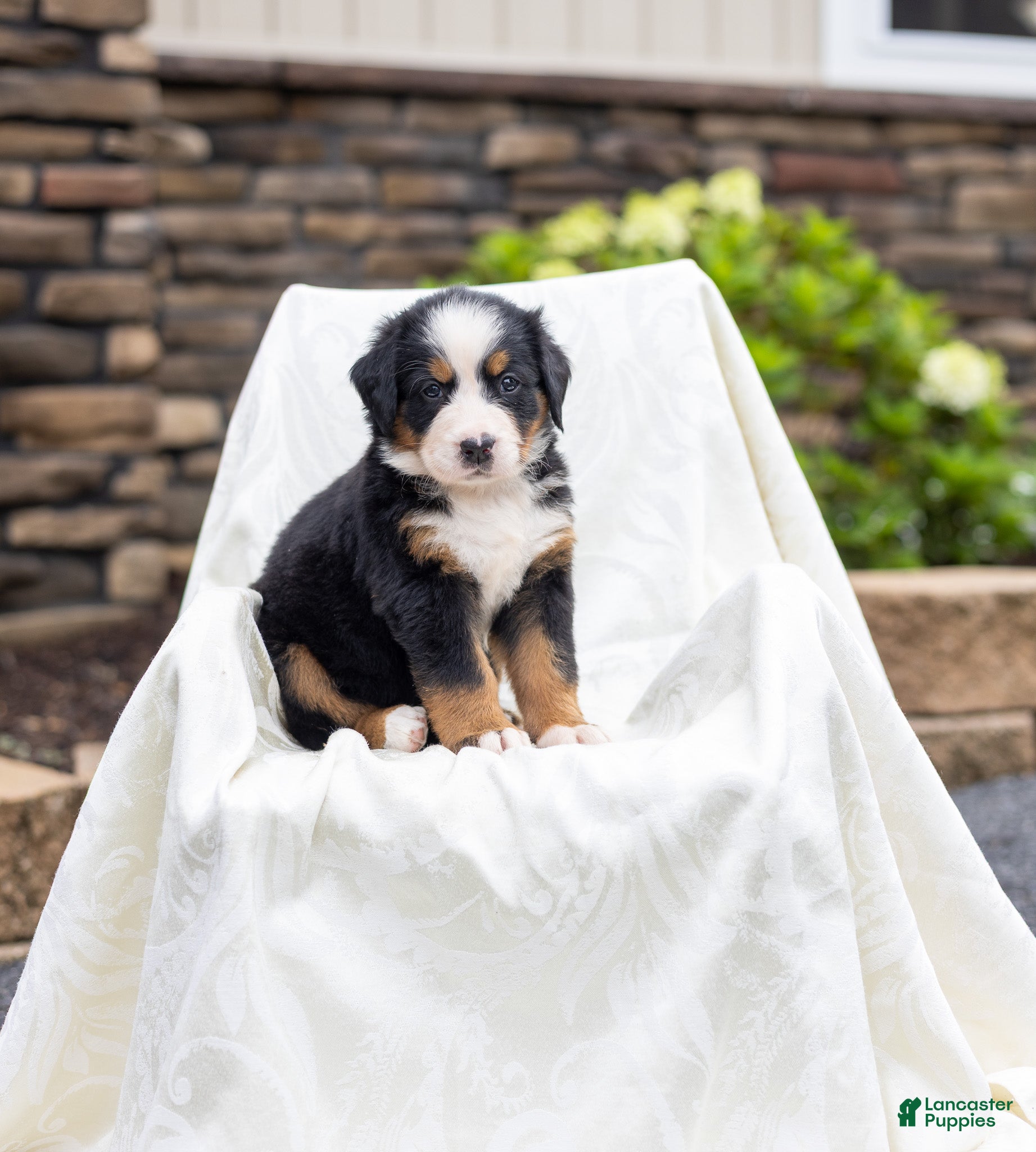 Bernese Mountain Dog dogs Renee - Ad 1