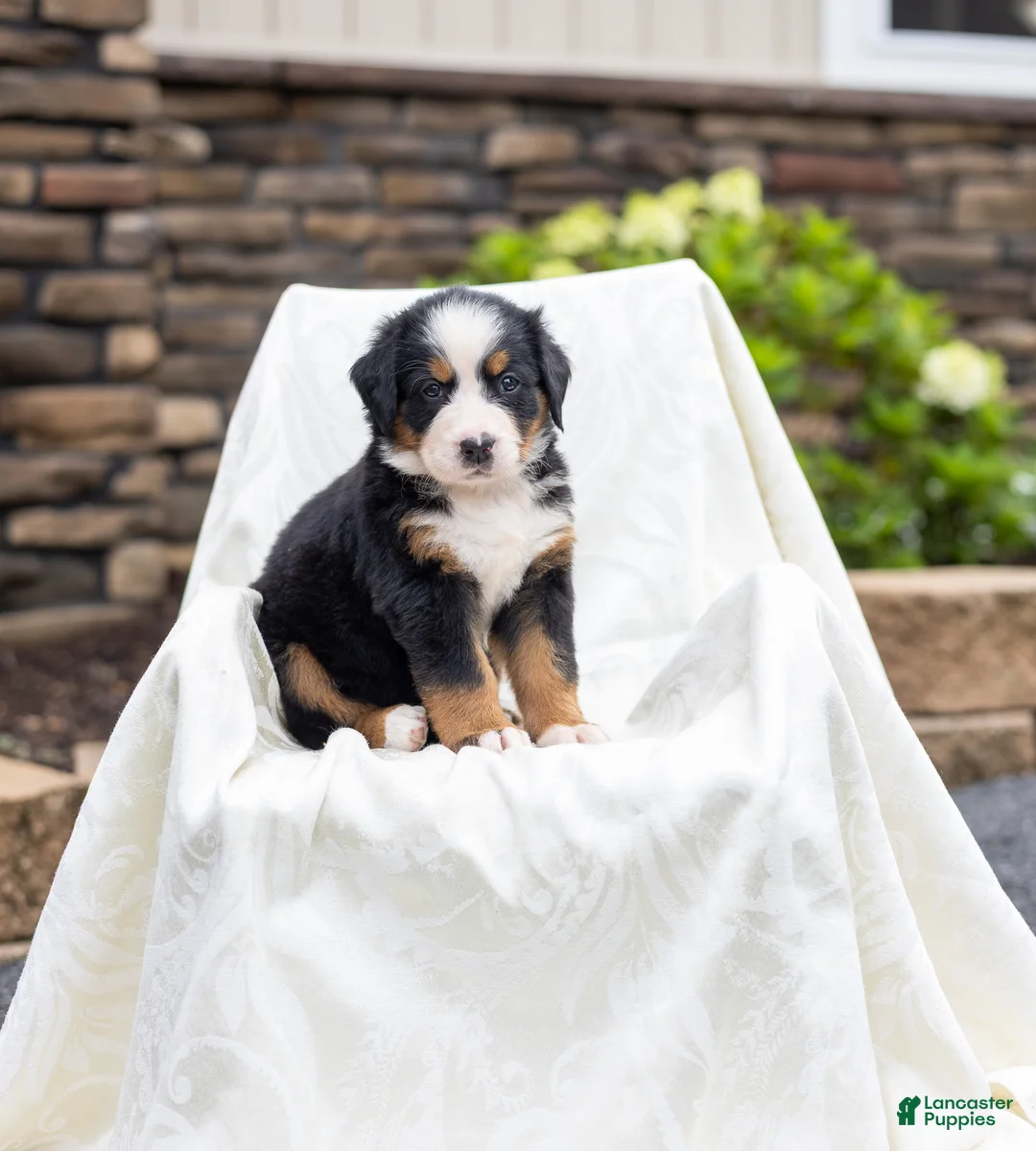 Bernese Mountain Dog dogs for sale: Renee - Ad 1