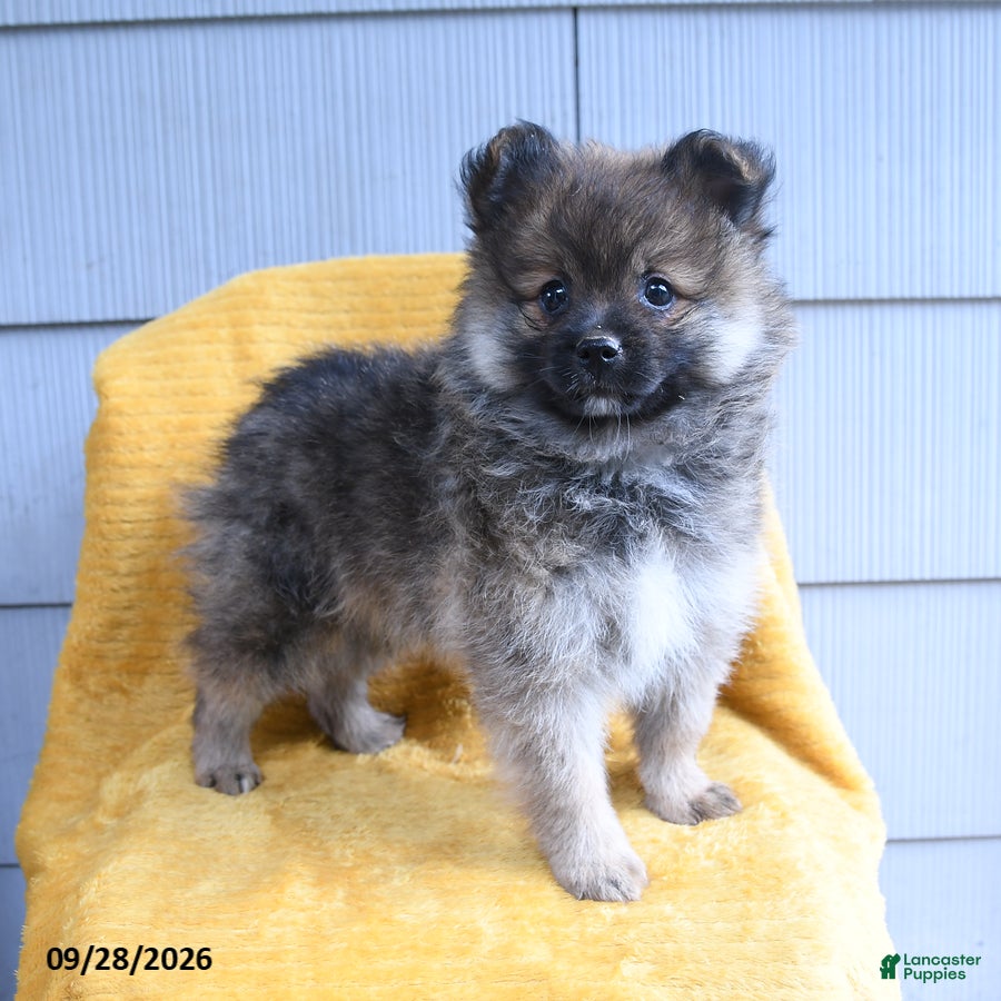 Pomeranian dogs Cutie - Ad 2