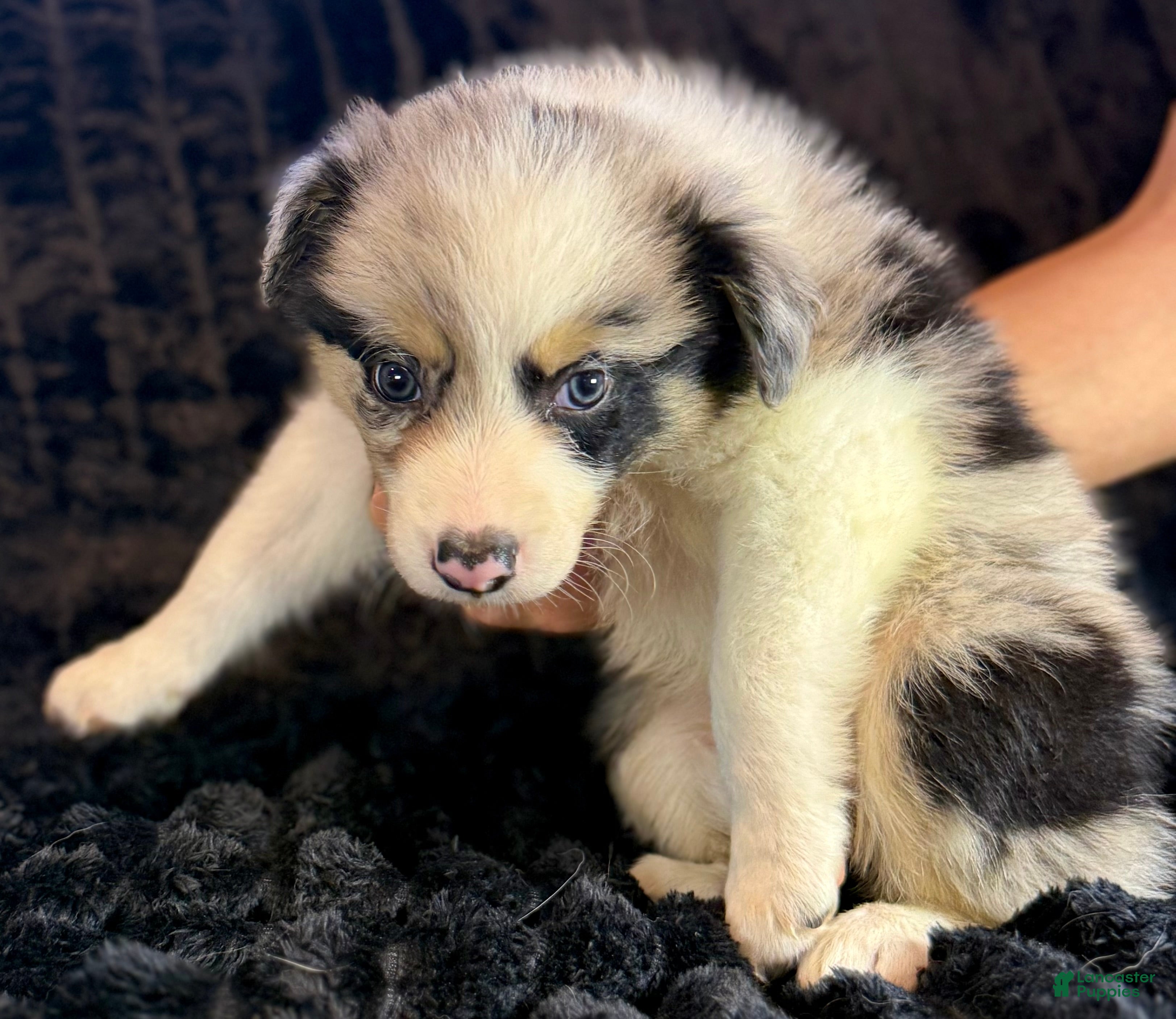 Border Collie dogs Atlas - Ad 2