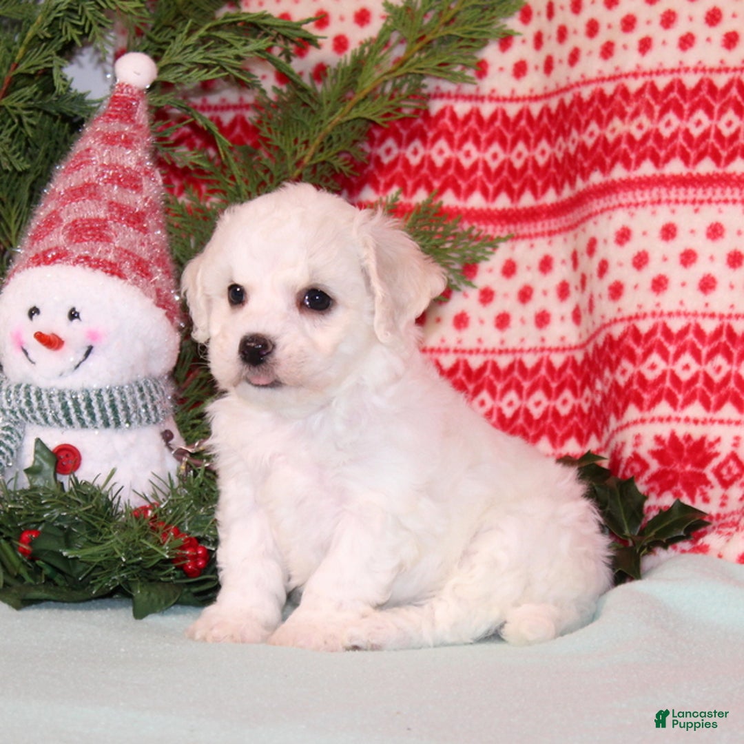 Bichpoo dogs for sale: Yolonda - Ad 4