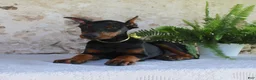 Doberman Pinscher dogs for sale: Sparky - Ad 6
