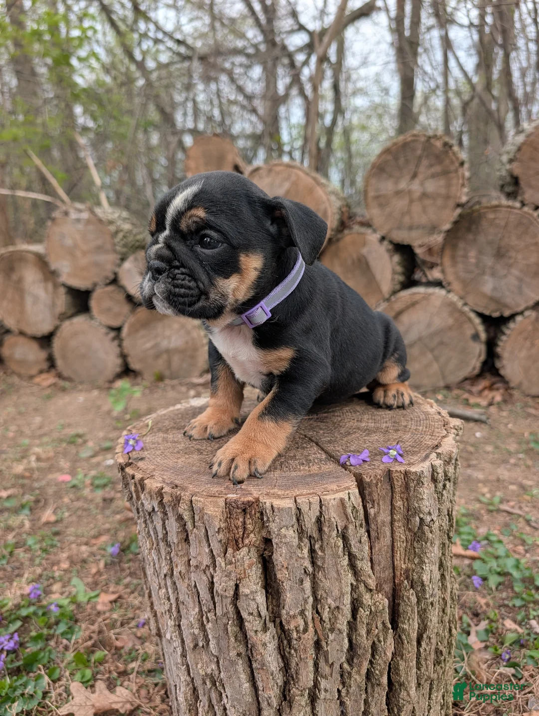 English Bulldog dogs for sale: Violet - Ad 2