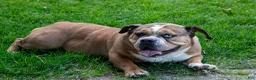 Beabull dogs for sale: Latte Letty - Ad 2