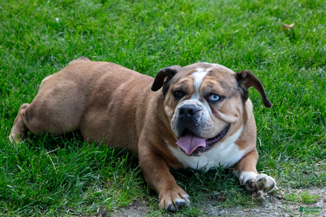 Beabull dogs for sale: Latte Letty - Ad 2