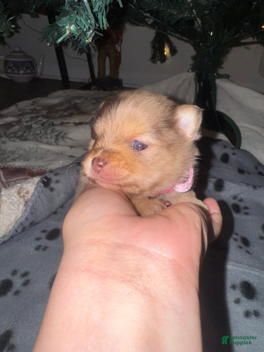 Mixed Breed dogs for sale: Koalani - Ad 3