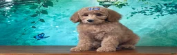 Goldendoodle dogs for sale: Princess - Ad 3
