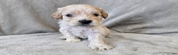 Cavapoo dogs for sale: Alfredo - Ad 4