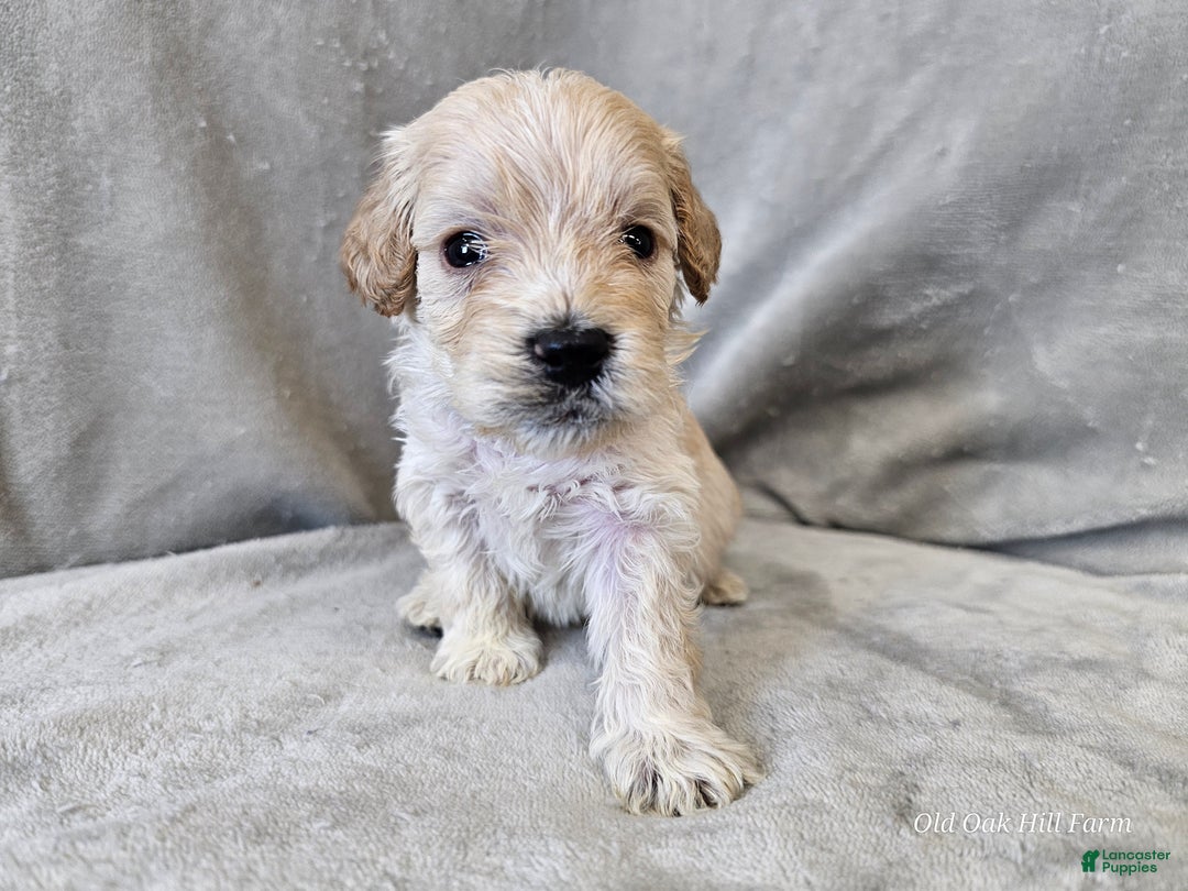 Cavapoo dogs for sale: Alfredo - Ad 4