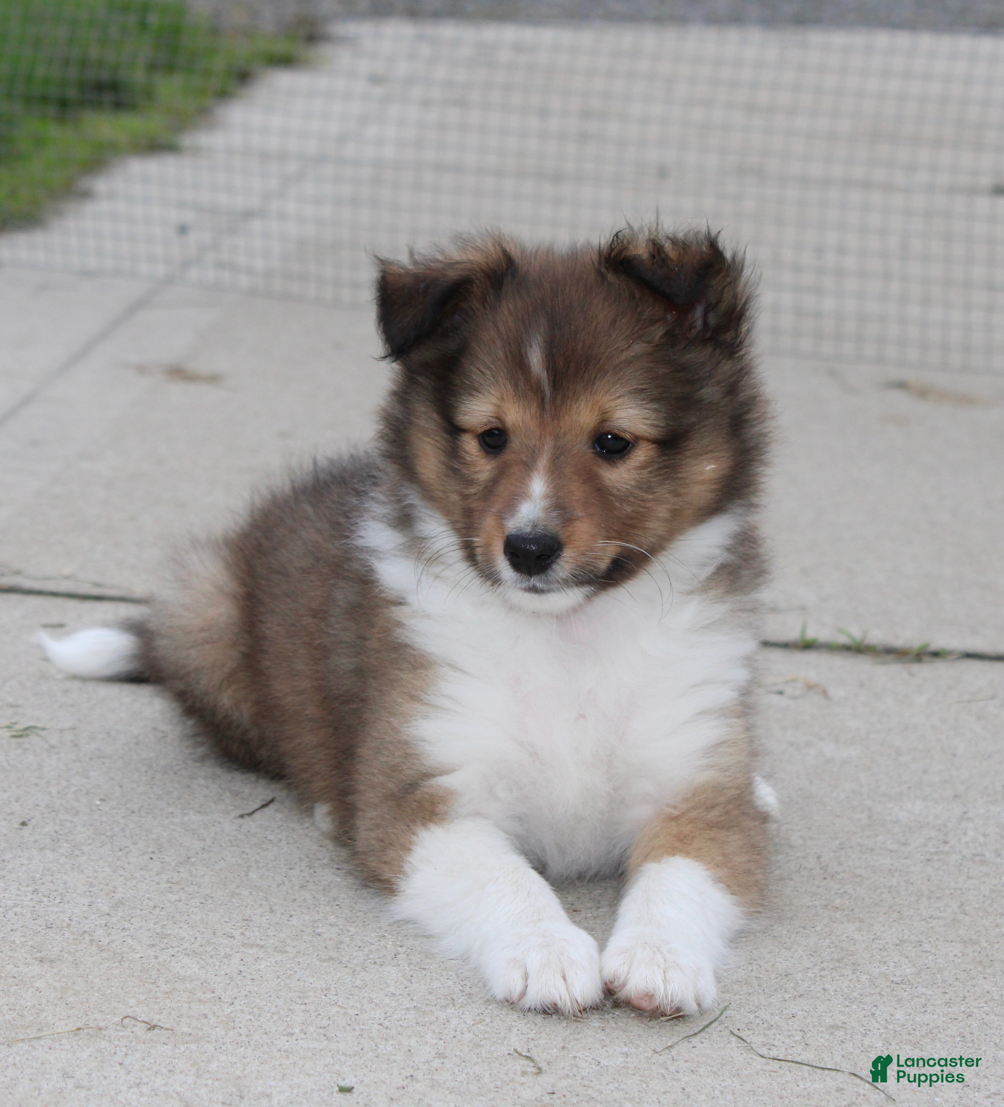 Shetland Sheepdog dogs Leo ‘ Arfy  - Ad 2