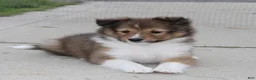 Shetland Sheepdog dogs for sale: Leo ‘ Arfy  - Ad 2