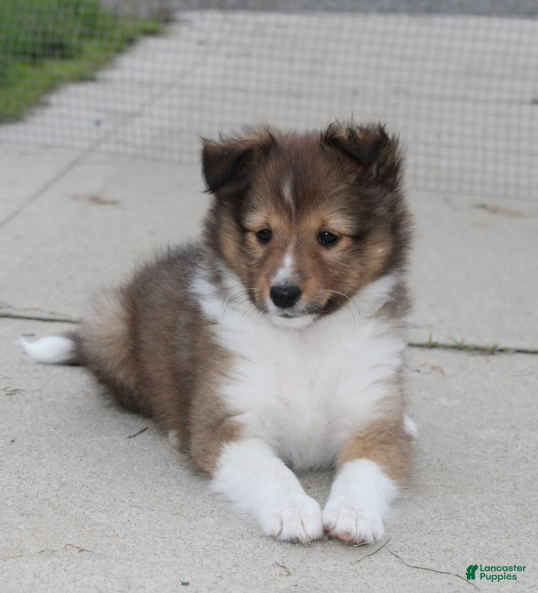 Shetland Sheepdog dogs for sale: Leo ‘ Arfy  - Ad 2