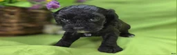 Cavapoo dogs for sale: Twink - Ad 23