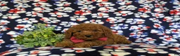 Miniature Poodle dogs for sale: Sterling - Ad 5
