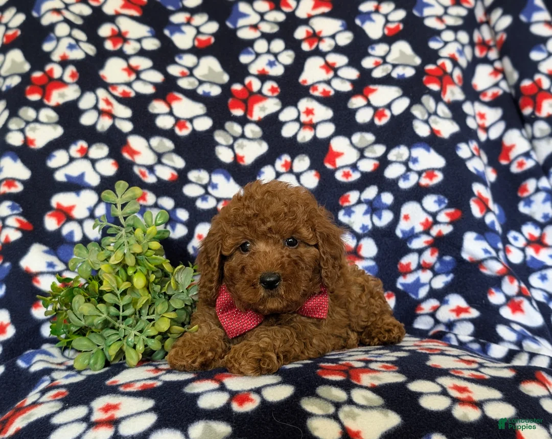 Miniature Poodle dogs for sale: Sterling - Ad 5