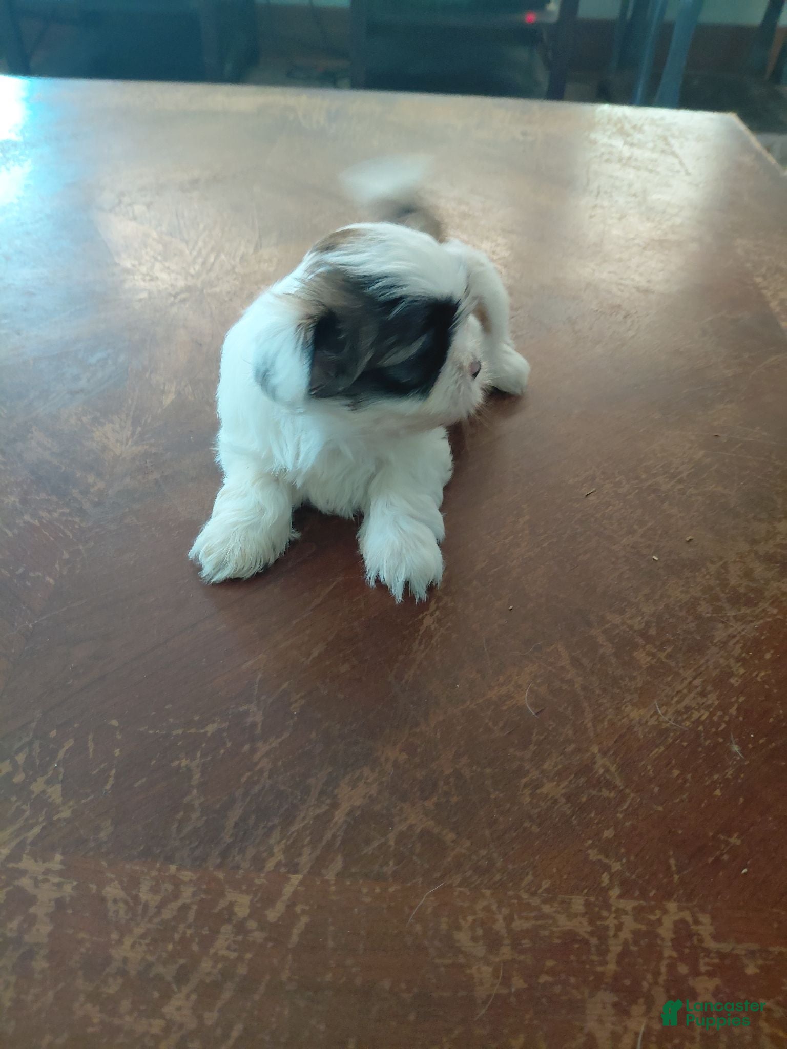 Shih Tzu dogs Shih Tzu 2 - Ad 41