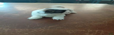 Shih Tzu 2
