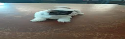 Shih Tzu dogs for sale: Shih Tzu 2 - Ad 1