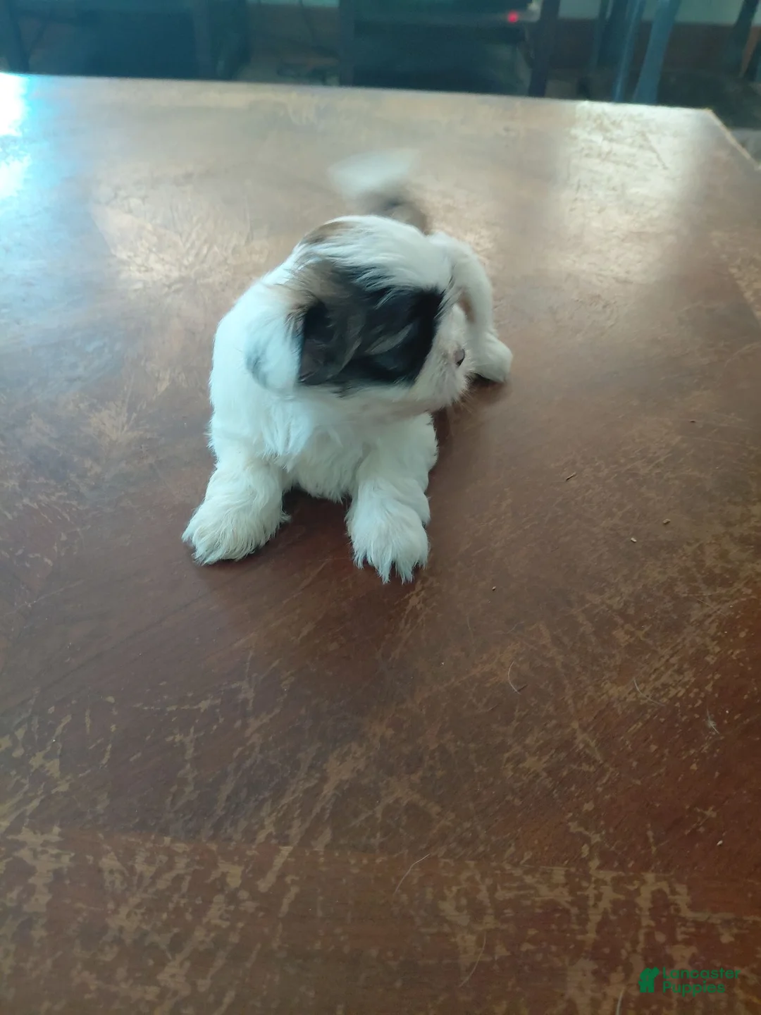 Shih Tzu dogs for sale: Shih Tzu 2 - Ad 1