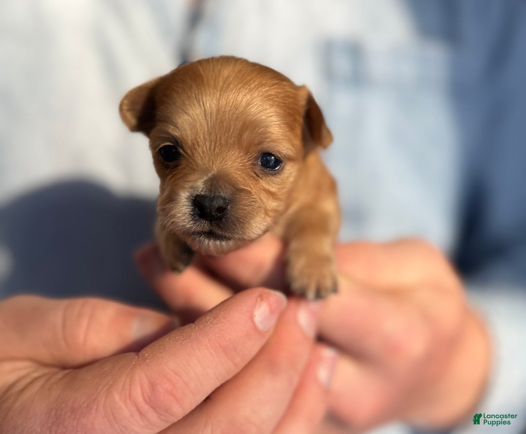 Chihuahua dogs for sale: Red gold  - Ad 1