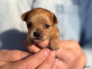 Chihuahua dogs Red gold - Ad 17