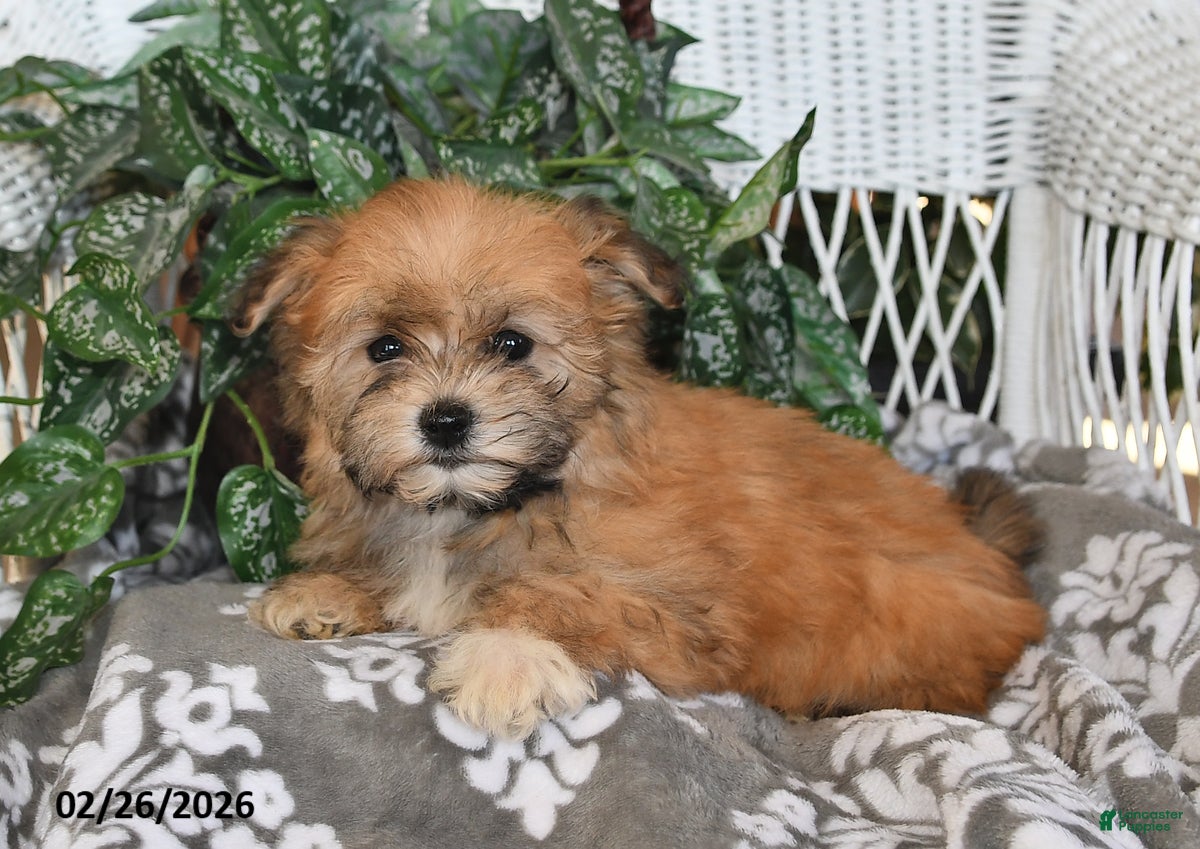 Havanese dogs Skye - Ad 1