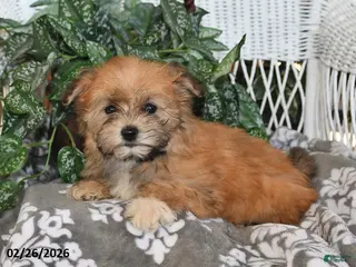 Havanese dogs for sale: Skye - Ad 1