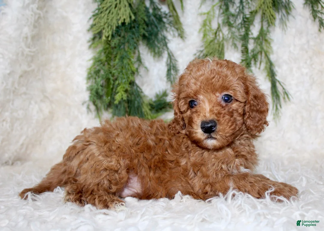 Cavapoo dogs for sale: Cavapoo 2 - Ad 3