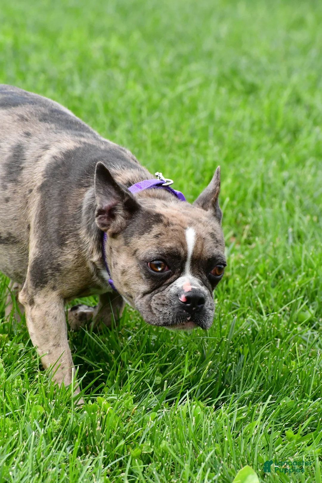 Mixed Breed dogs for sale: Jackie - Ad 4